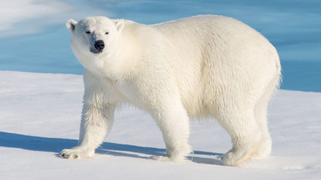 Polar Bear