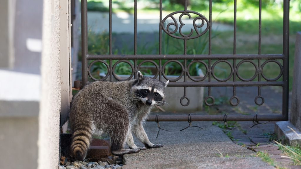 Presence of Raccoons In Your Home