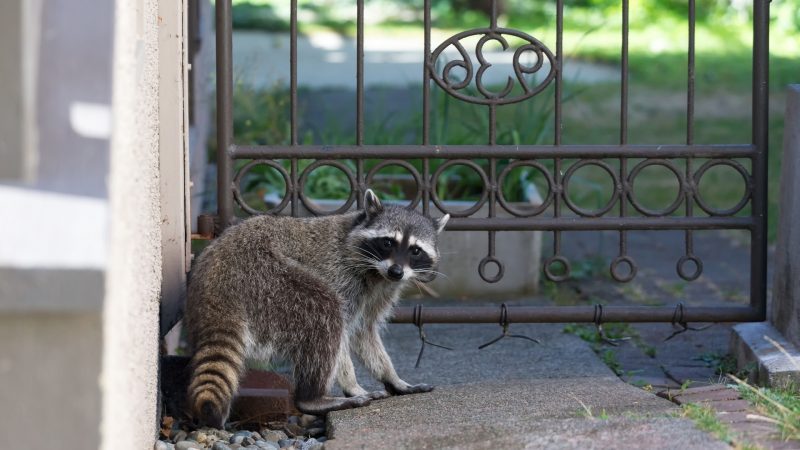 Presence of Raccoons In Your Home