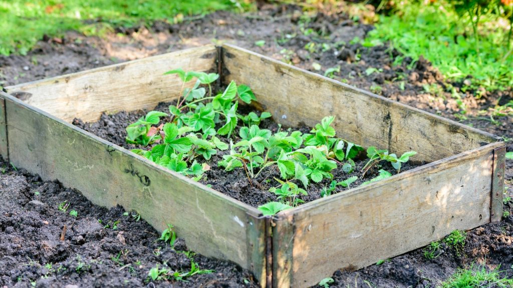 Put Barrier on the Plants