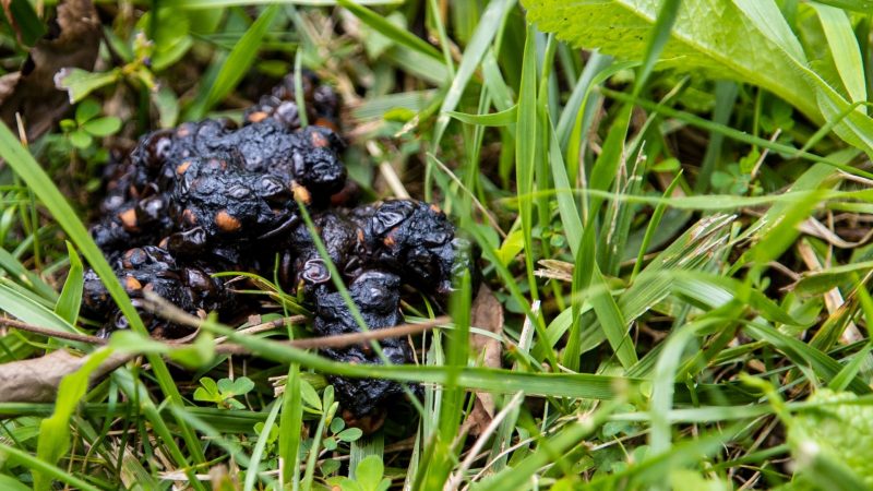 Raccoon Feces Identification