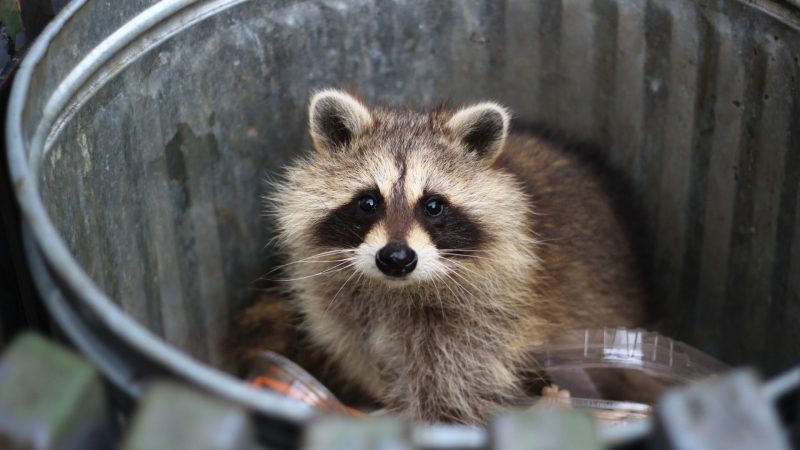 Raccoon’s Behavioral Changes During Hibernation Season