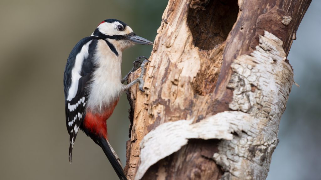 Reasons Why Woodpeckers Peck