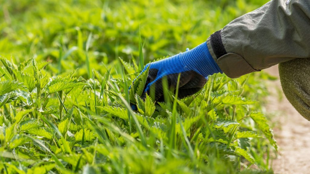 Remove Cutworms Manually.