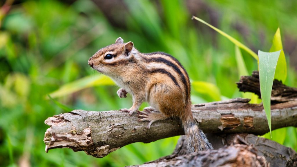 Repelling Chipmunks in Particular Areas