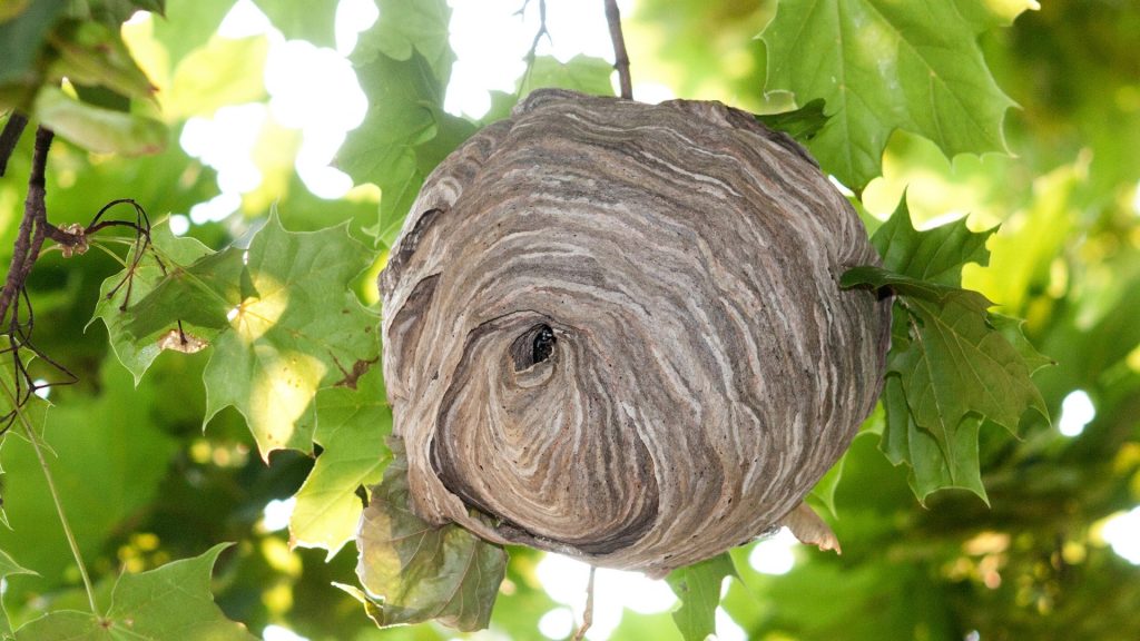 Signs of Bald-faced Hornet Infestation