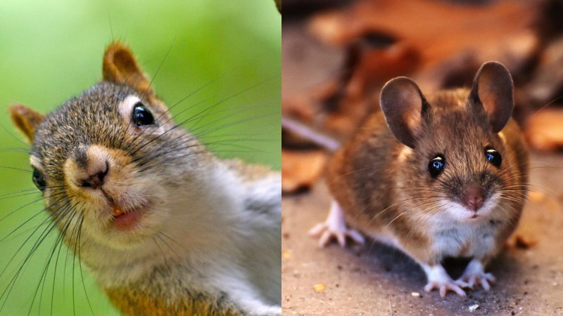 Squirrel Feces vs. Mouse Feces
