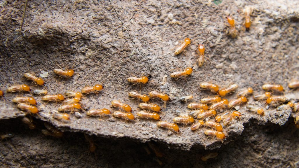 Subterranean Termite Colony