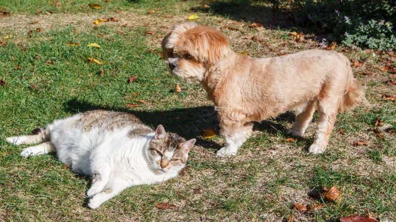 Unleash your pets in the yard