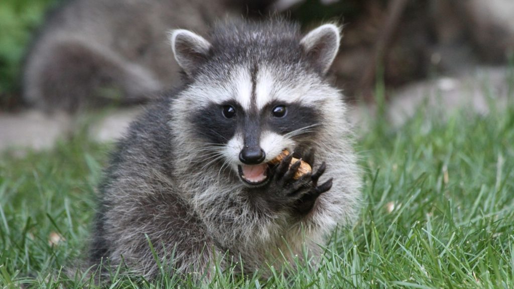 raccoon killing chickens