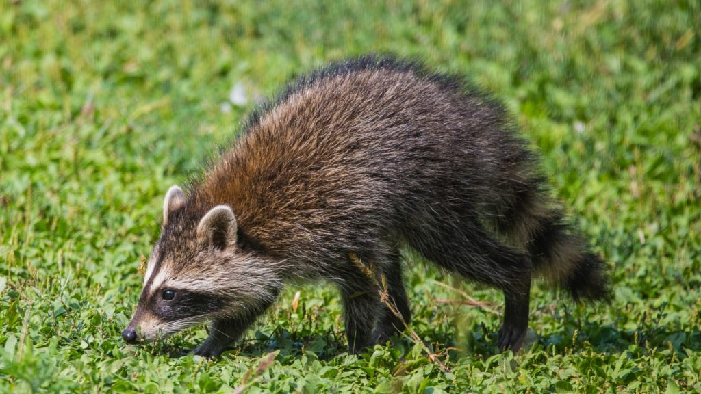 What Are Baby Raccoons Called
