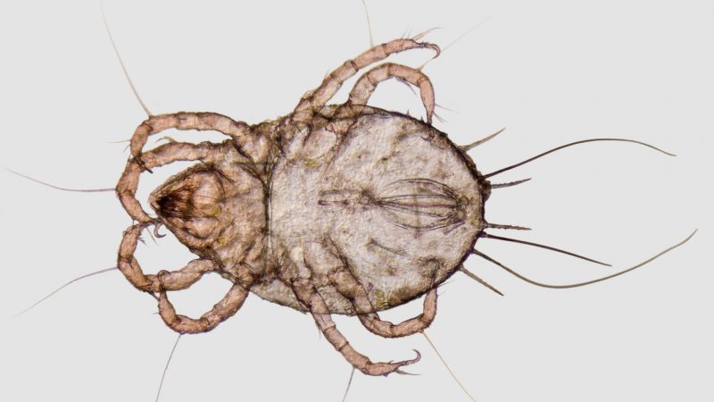What Are Computer Mites