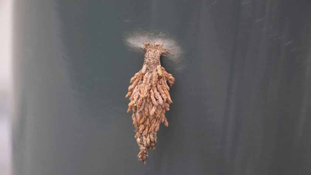 How to Get Rid of Plaster Bagworm? Identification and Control Guide