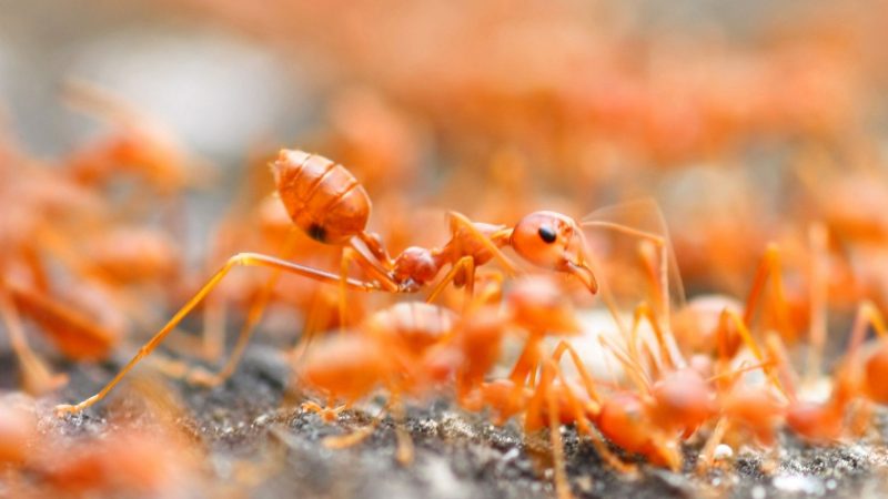 What Are Red Ants