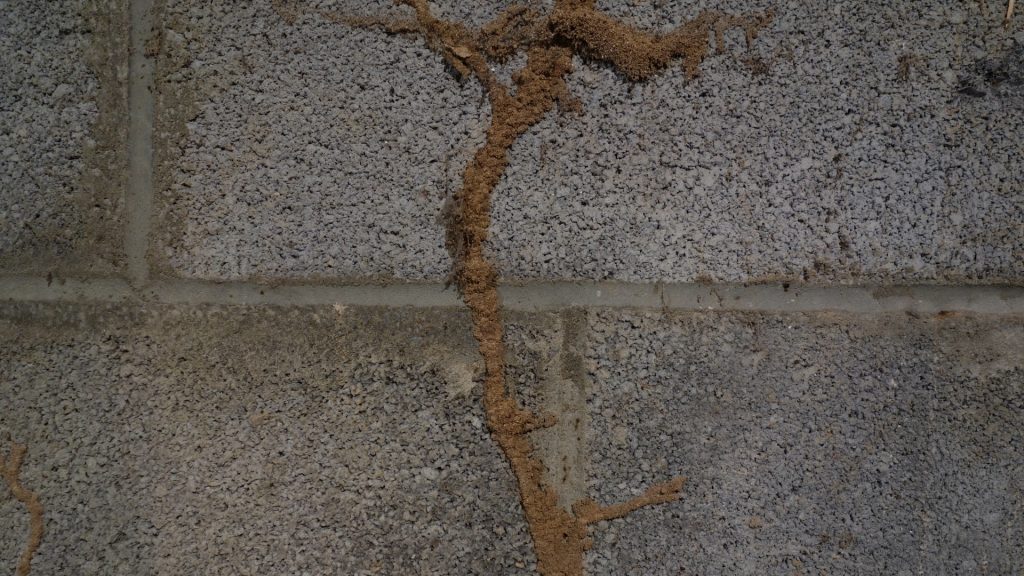 What Are Signs of Subterranean Termites