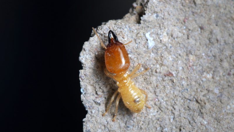 What Are Subterranean Termites