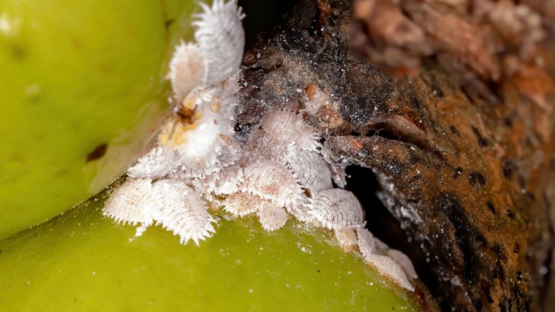 how-do-you-get-rid-of-little-white-bugs-that-look-like-dust