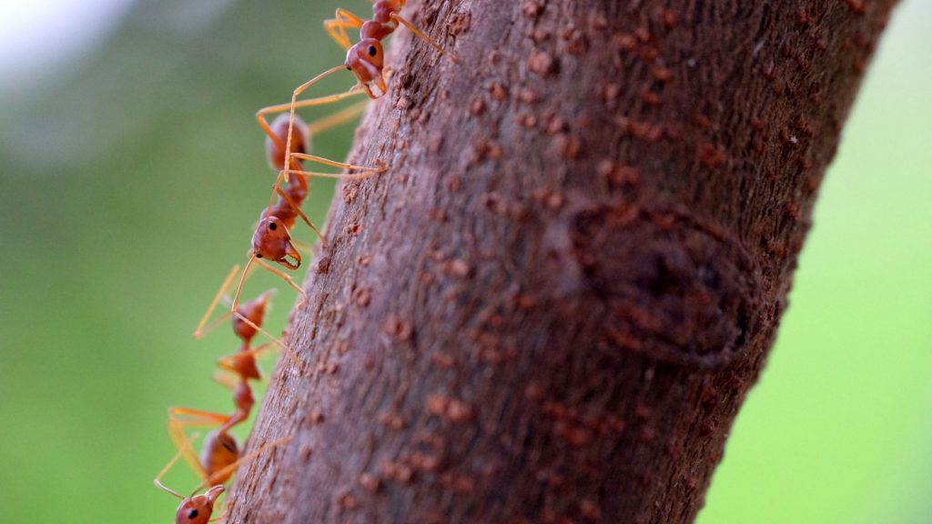 What Are Tiny Red Ants Called