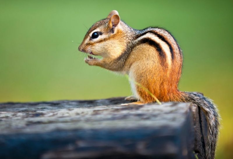 What Are the Best Chipmunk Repellents