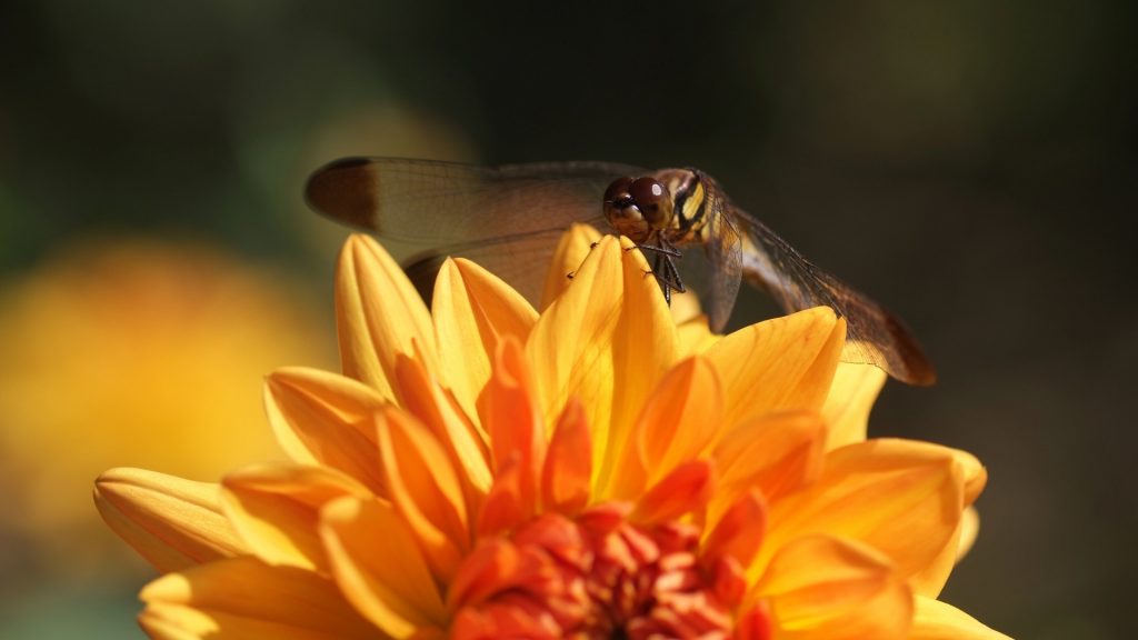 What Attracts Dragonflies to My Yard