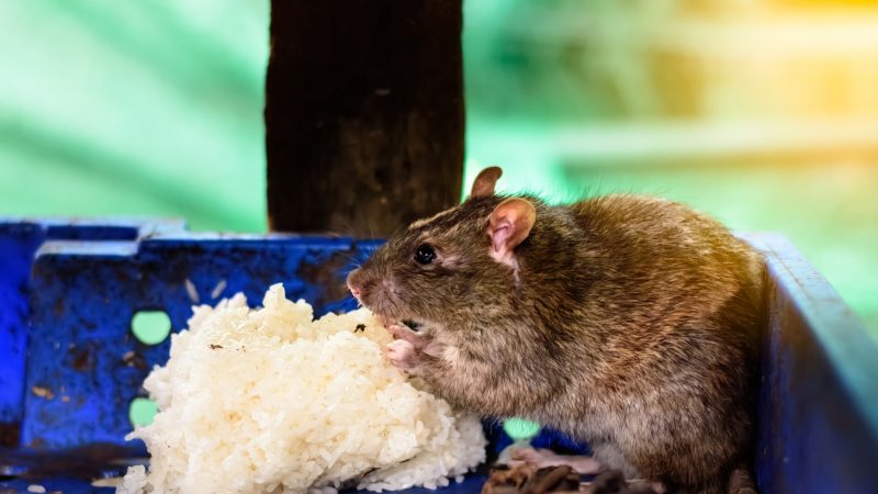 What Attracts Mice in Your House