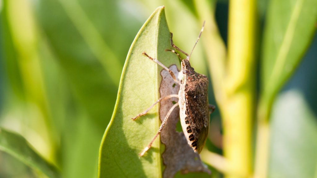 What Attracts Stink Bugs