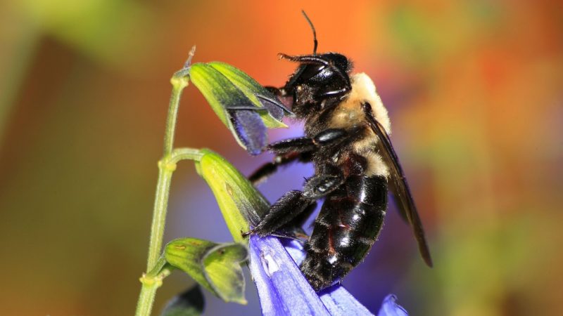 What Do Carpenter Bees Look Like