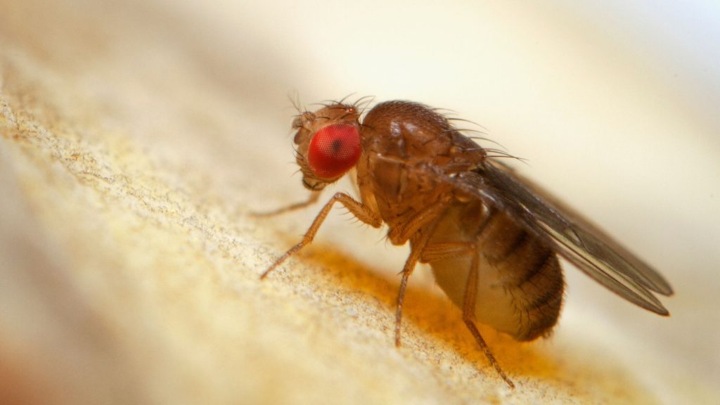 How Many Types of Fruit Flies Are There? | Information and Facts - Pest ...