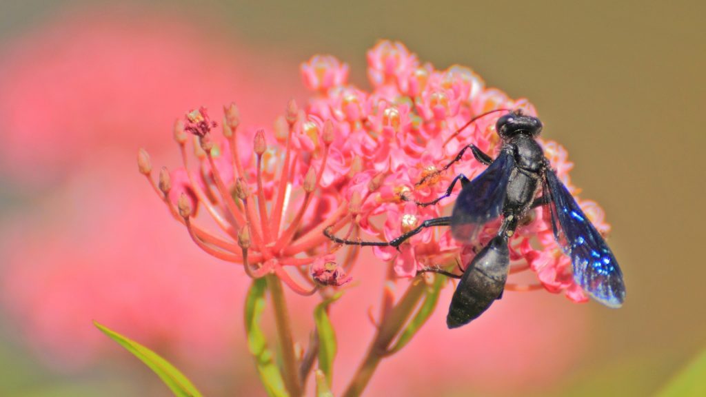 mud-dauber-sting-and-treatment-a-complete-guide-pest-samurai