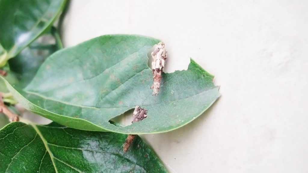 plaster bagworm on wall