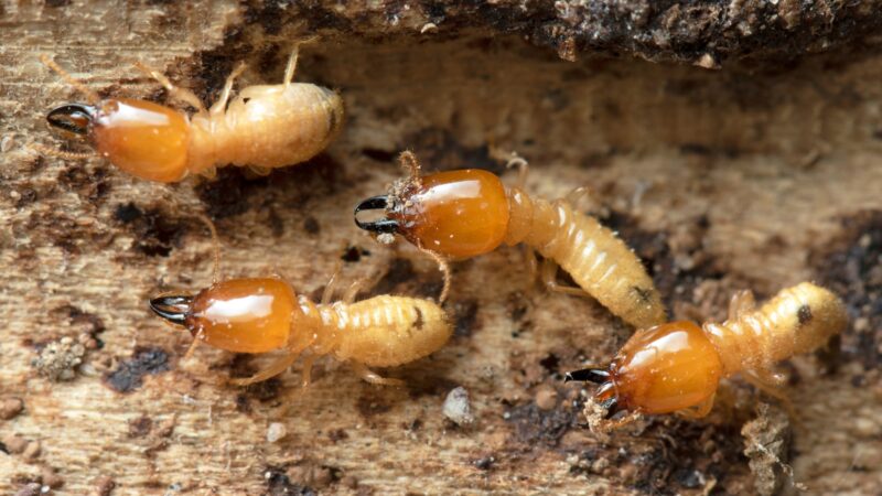 What Do Subterranean Termites Look Like