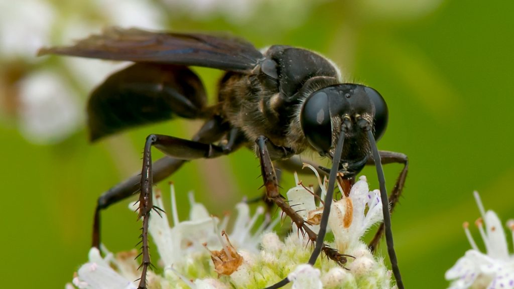 What Does a Black Wasp Looks Like