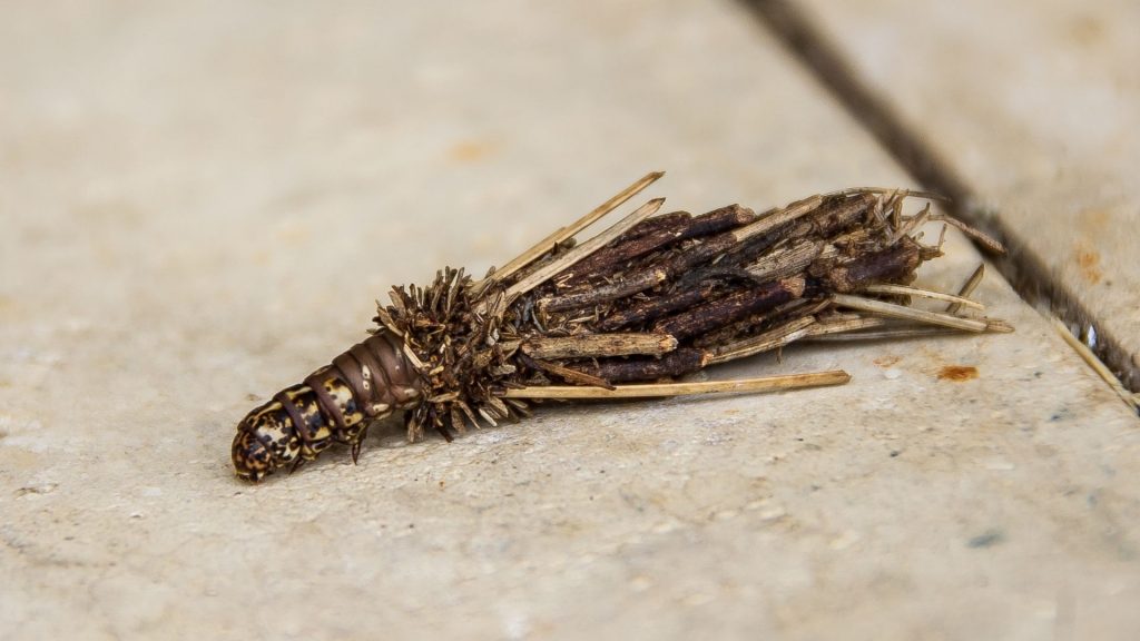 plaster bagworm on wall