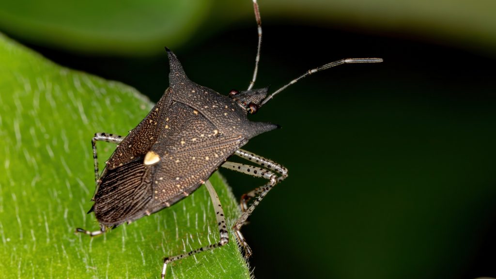 What Eats Stink Bugs In Australia