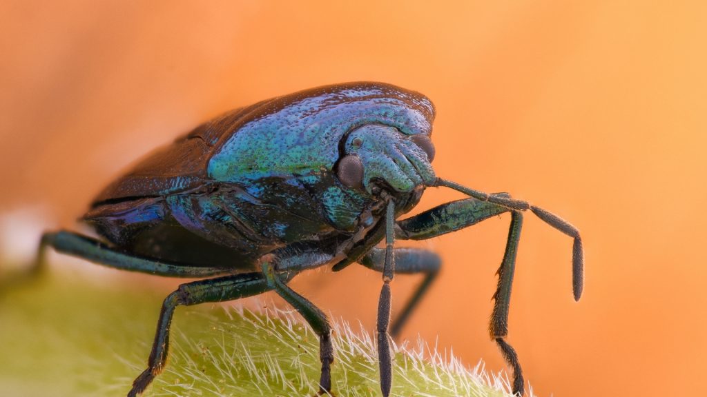 What Eats Stink Bugs