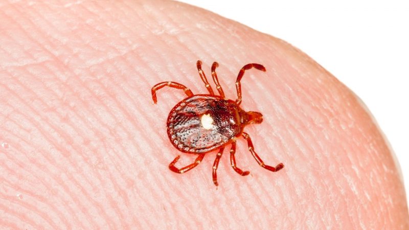 What Is a Lone Star Tick