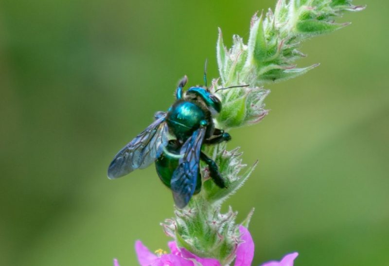 What Is the Difference Between Male and Female Carpenter Bees