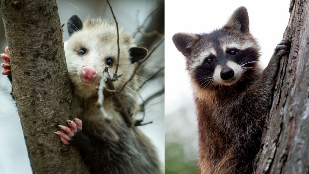 What Is the Difference Between Opossum and Raccoon Feces