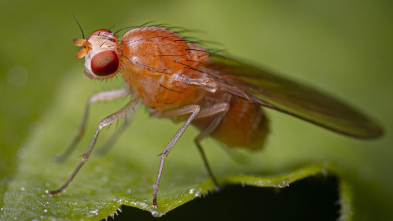 What Kind of Diseases Fruit Flies Can Give You