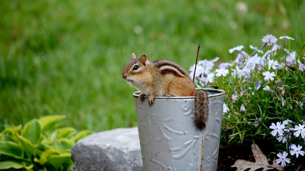 What Repels Chipmunks in the Garden