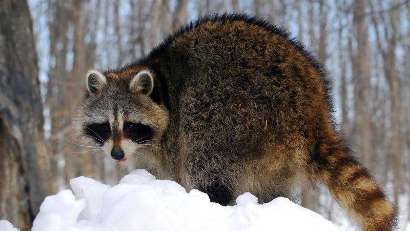 What Would Raccoons Do for Winter