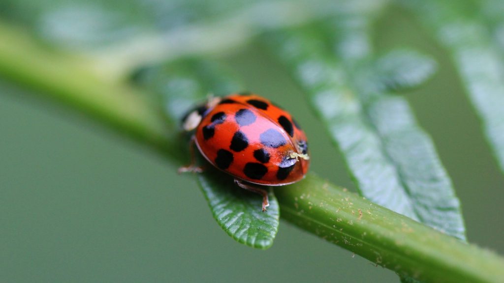 What are Asian Ladybugs