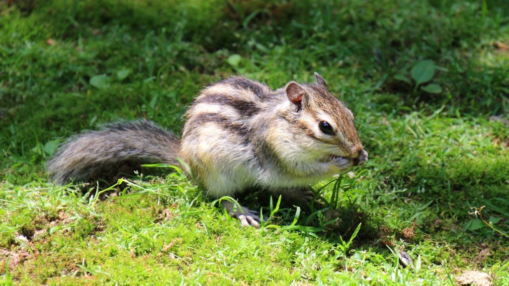 What are Chipmunks