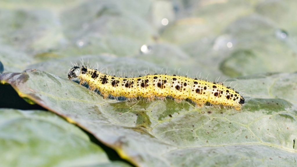 What do Cutworms Look Like