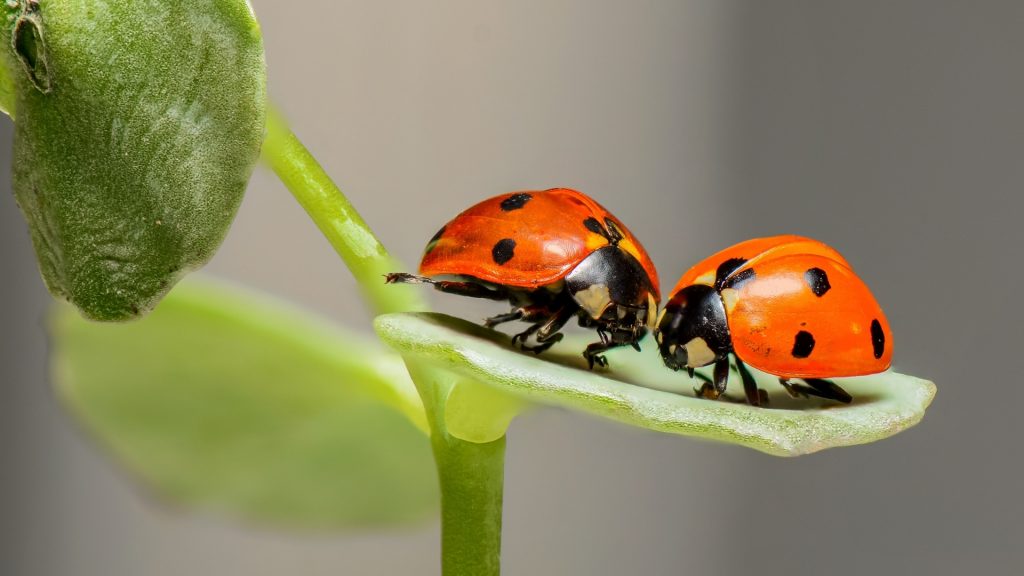 What do Ladybugs Look Like.