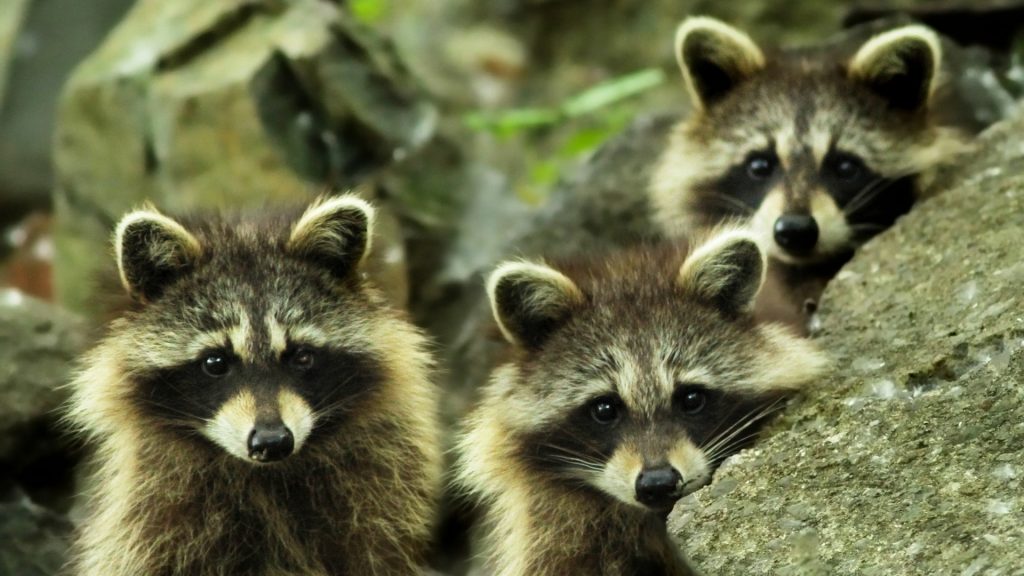 When Do Raccoons Have Babies