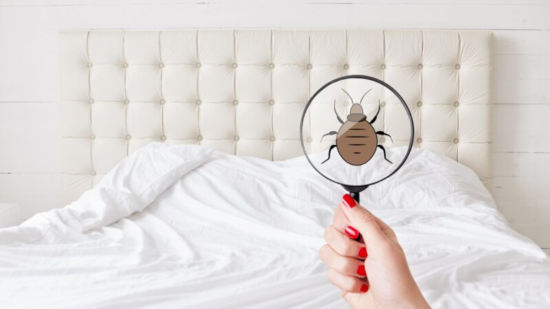 Where Do Fleas Hide in Bed
