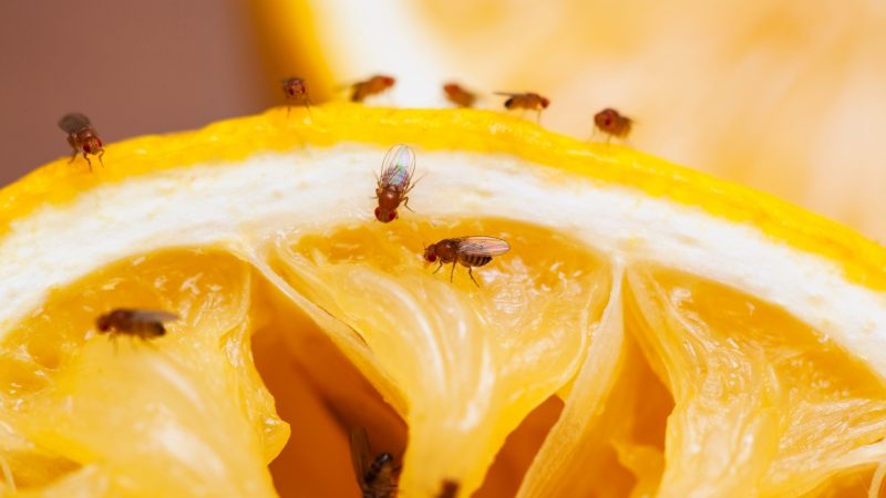 Where do Fruit Flies Stay Most of the Time