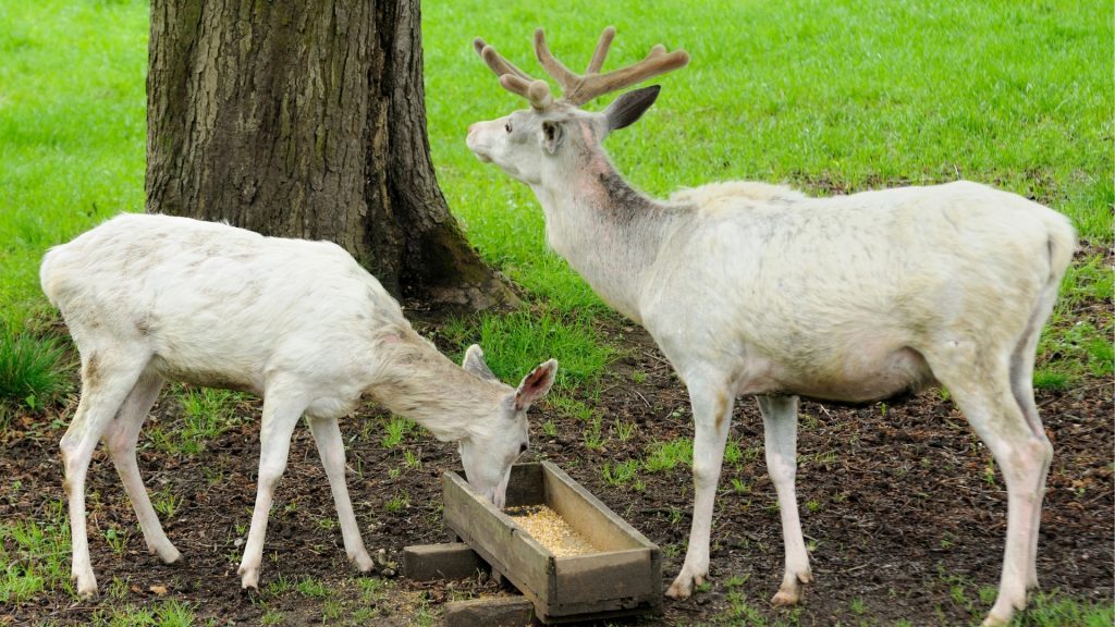 White Deer