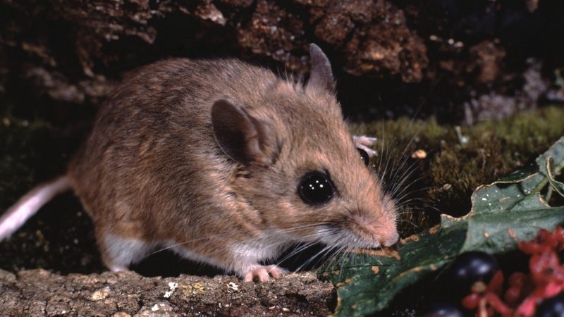 White-footed Mouse